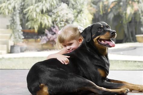 rockwaller|rottweiler and children.